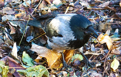 Close-up of duck on field during autumn