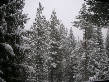 Trees in forest during winter