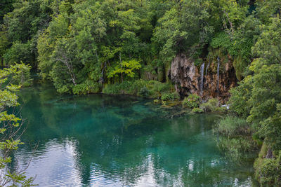 Scenic view of forest