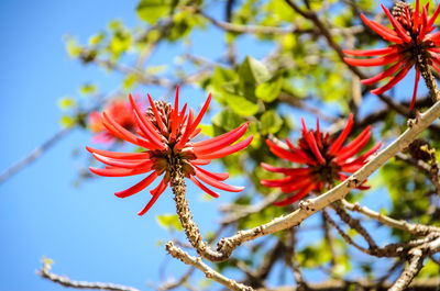 Low angle view of red flowering plant