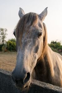 Close-up of the head of a brown horse