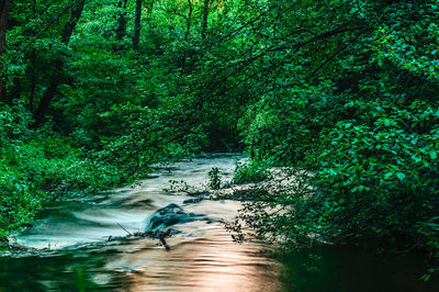 Stream amidst trees in forest