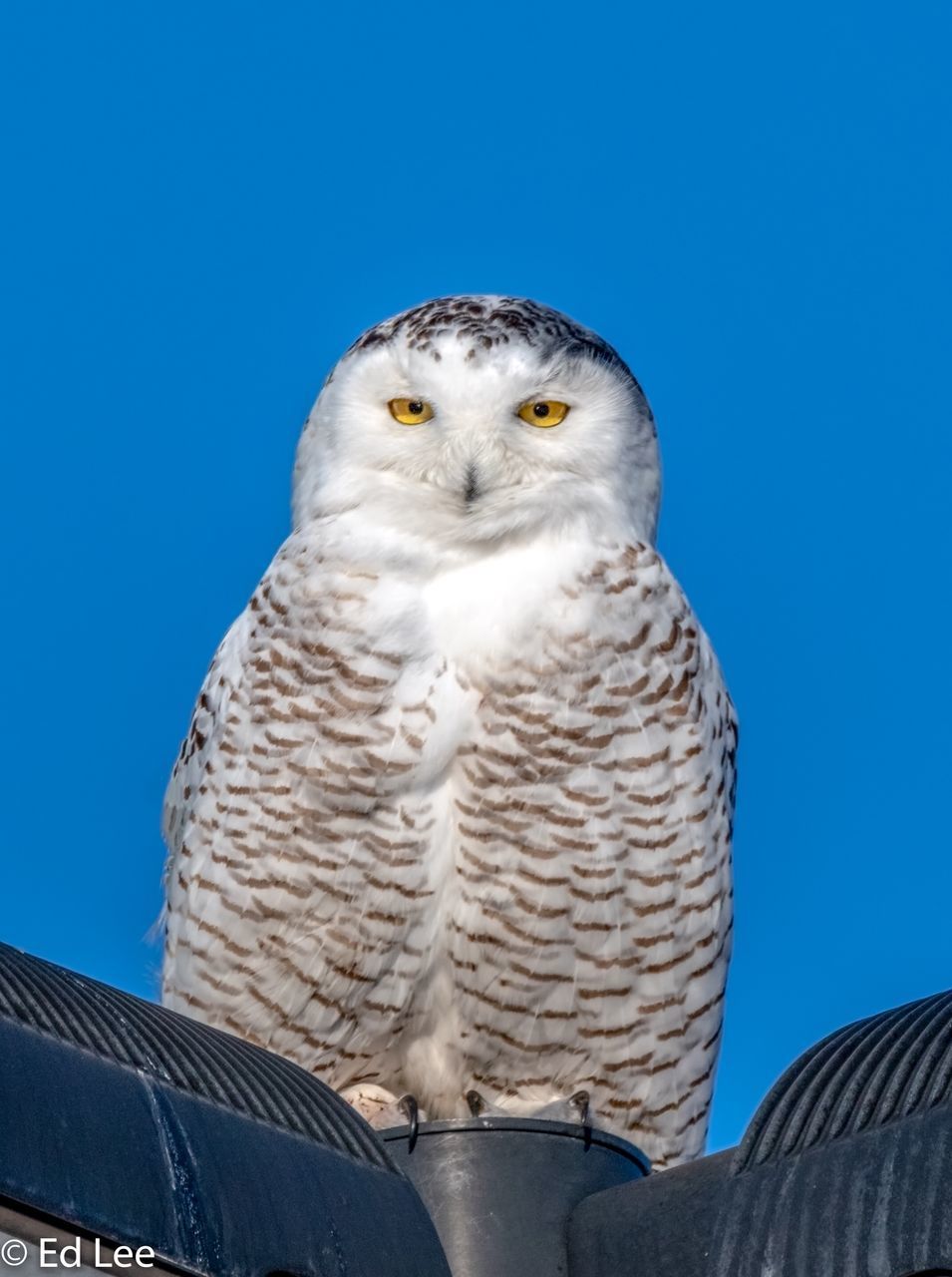 LOW ANGLE VIEW OF HAWK AGAINST CLEAR BLUE SKY