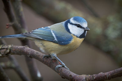 Close-up of bird perching on branch