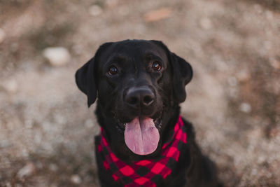 Portrait of dog sitting on field