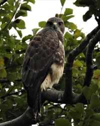 Low angle view of eagle perching on tree