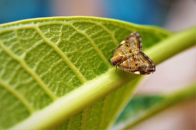 Ricanidae planthopper on green leaf