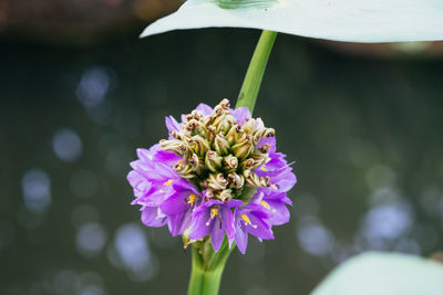 Close-up of purple flowering plant