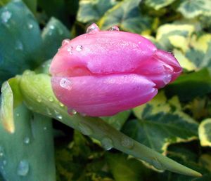 Close-up of wet pink rose flower