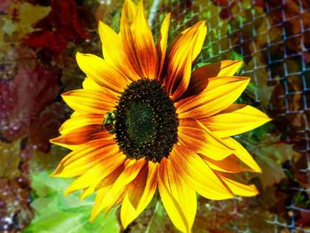 Close-up of yellow flower