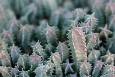 Close-up of succulent plant