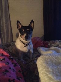 Portrait of dog relaxing on bed at home