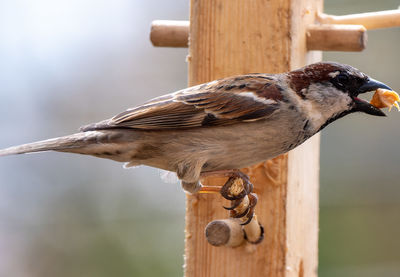A northern mockingbird on the peanut butter bird feeder