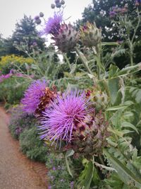 Close-up of thistle blooming outdoors