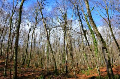 View of trees in forest