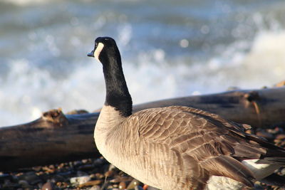 Close-up of a bird