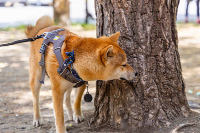 Dog running on tree trunk