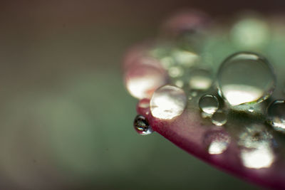 Close-up of water drops on leaf