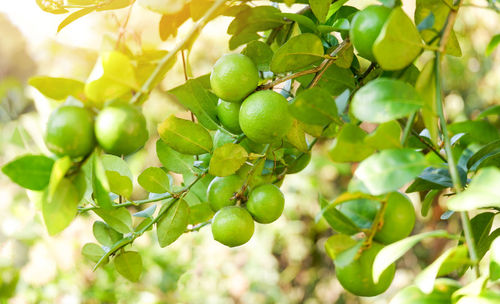 Close-up of fruits growing on tree