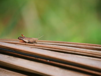 Close-up of insect on wood