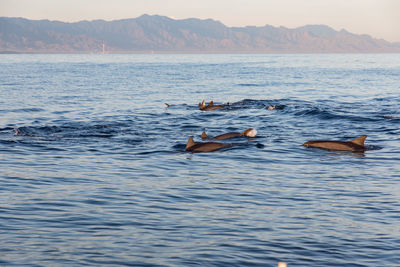 View of ducks swimming in sea