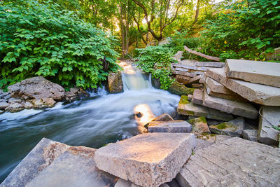 View of cat on rock in forest