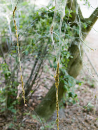 Close-up of lizard on plant