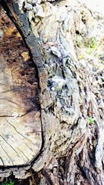 Close-up of lizard on tree