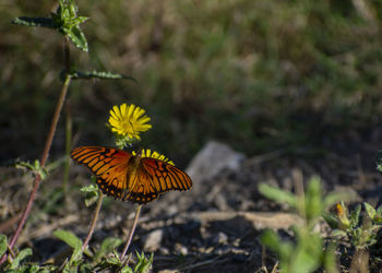 Butterfly on flower