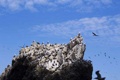 Seagulls resting on a rock in the middle of the ocean