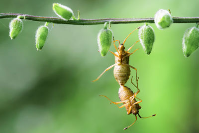 Close-up of insect on plant