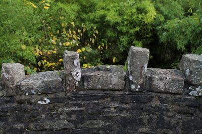 Plants growing on rocks