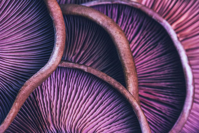 Close-up of mushrooms