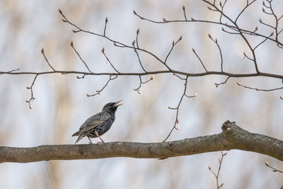 Low angle view of bird perching on tree