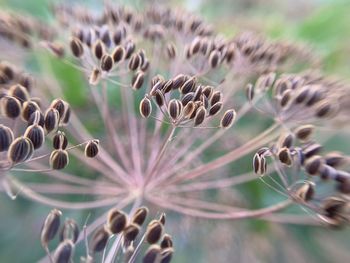 Close-up of flowering plant