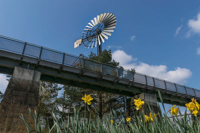 Low angle view of flowering plants against sky