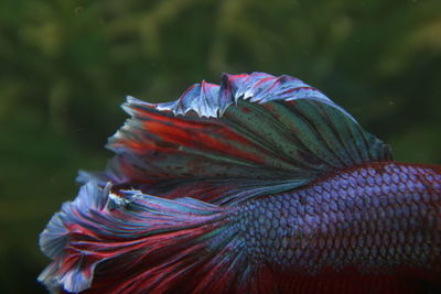 Close-up of a betta
