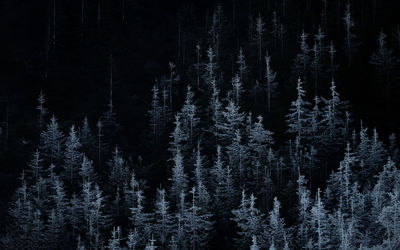 Pine trees and snow in winter forest in fagaras mountains, romania