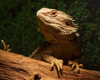 Close-up of lizard on tree