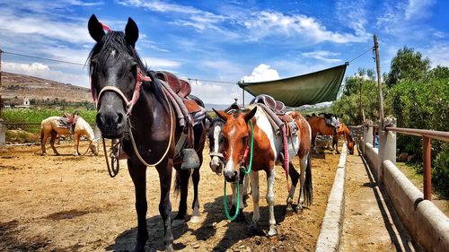 Horses on field at ranch during sunny day