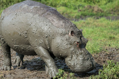 Close-up of pig on field