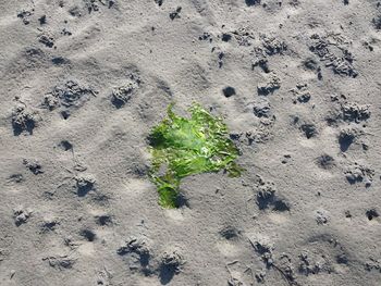 High angle view of footprints on sand