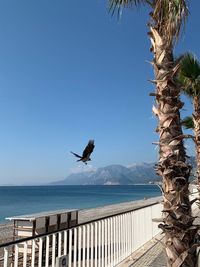 Seagull flying over sea against clear blue sky