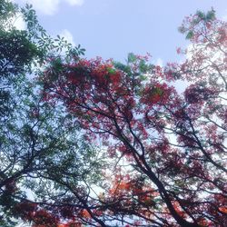 Low angle view of flowering tree against sky