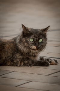 Portrait of cat relaxing on floor