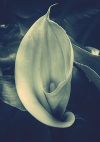 Close-up of flower against black background