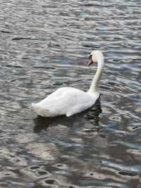 Swan swimming in lake