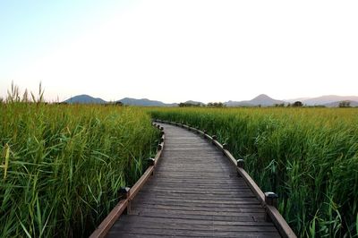 Narrow wooden walkway leading to beach