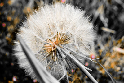 Close-up of dandelion