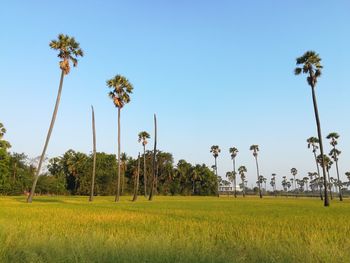 Scenic view of palm trees on field against clear sky